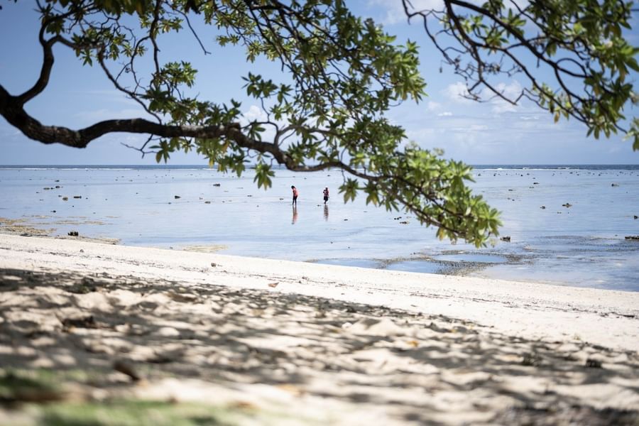 People wading in the sea by a white beach under green tree branches near Warwick Fiji Resort and Spa