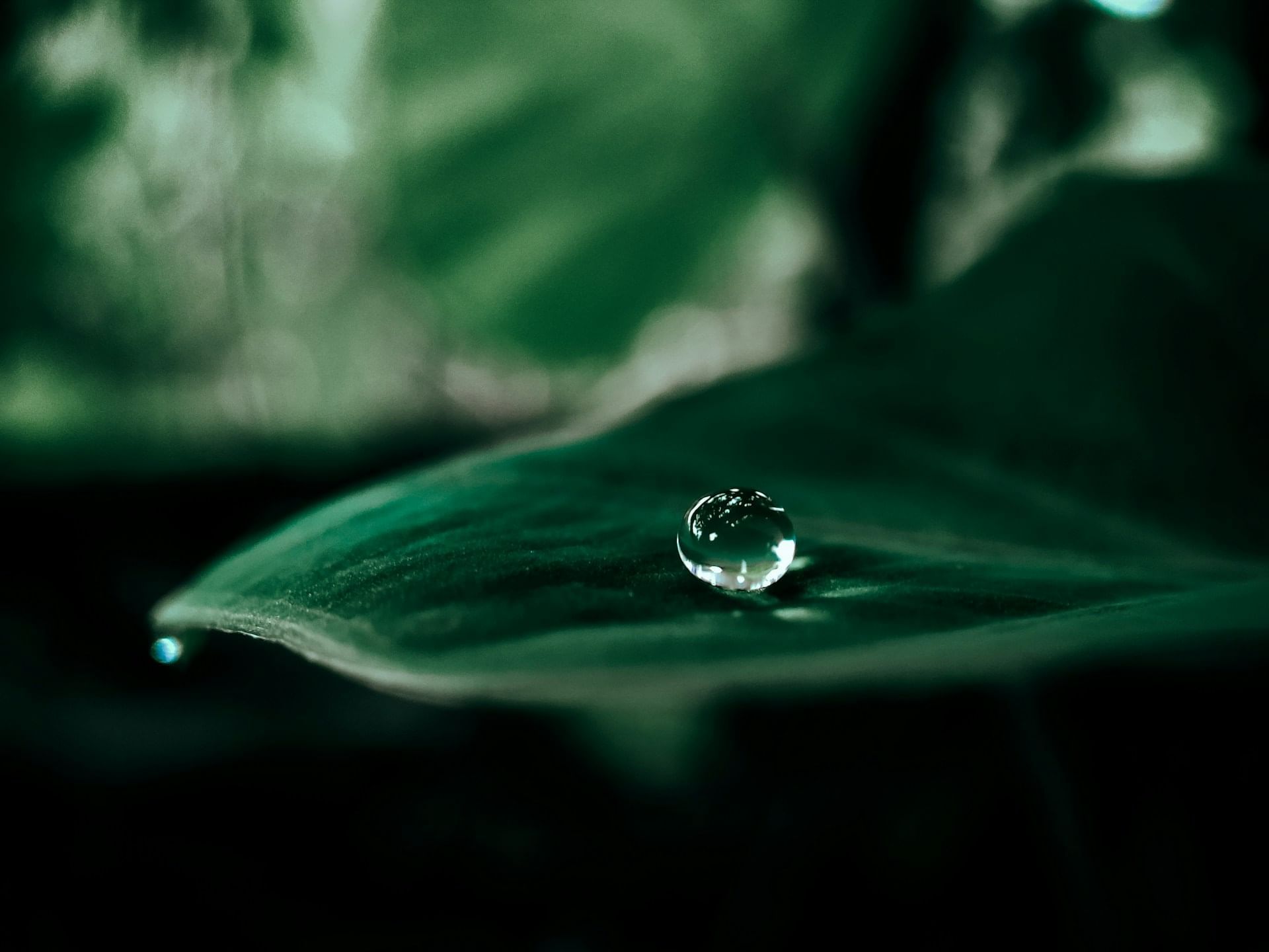 a leaf and a drop of water