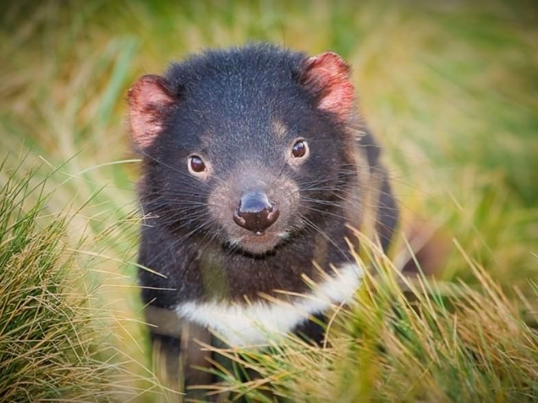 Wombat captured at devils sanctuary near Cradle Mountain Hotel