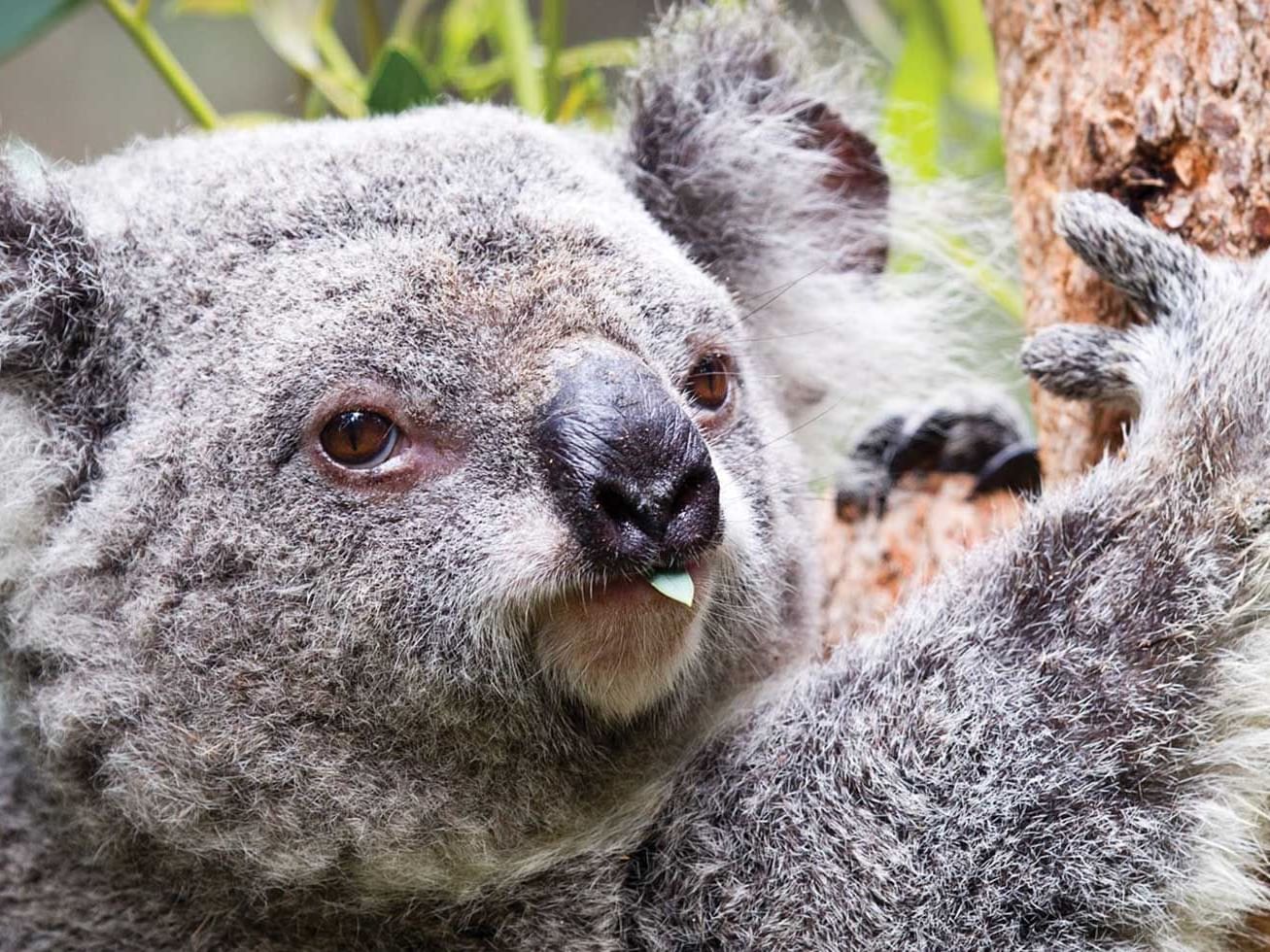 A Koala captured in Perth Zoo near Nesuto Mounts Bay