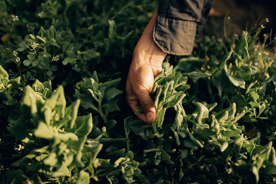 Close-up of a hand gently harvesting leafy greens near The Dwarika's Himalayan Wellbeing