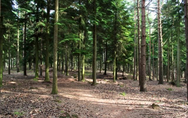 Swinley forest trails under tree canopy