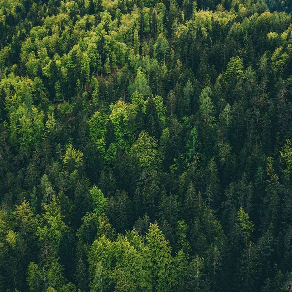 Aerial view of trees on a mountain near Falkensteiner Hotels