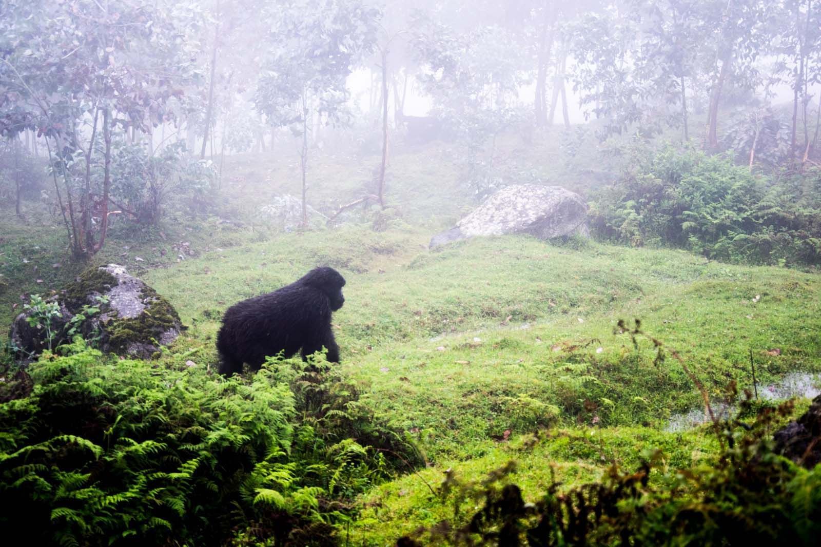 A Gorilla in the forest near Goma Serena Hotel