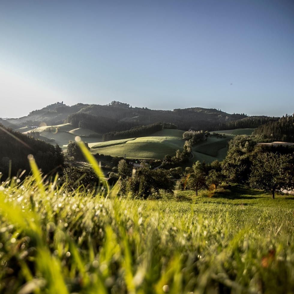 Sanfte grüne Hügel und Wiesen unter blauem Himmel bieten einen weiten Blick über die idyllische Mühlviertler Landschaft.
