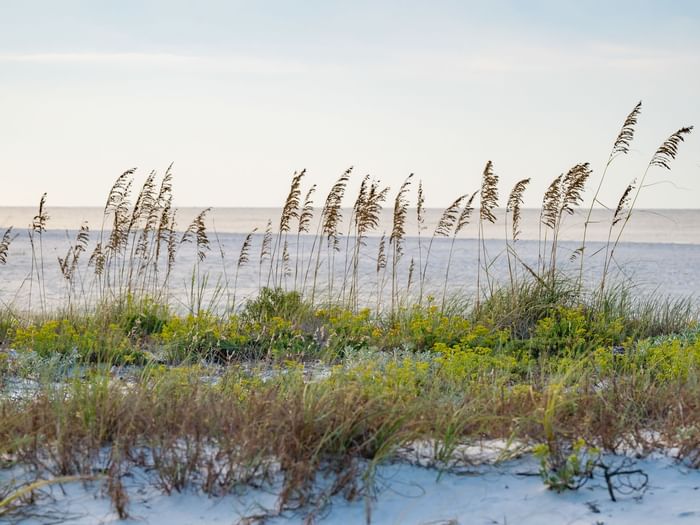 Sea oats line the white sand dunes at Watersound Beach Club