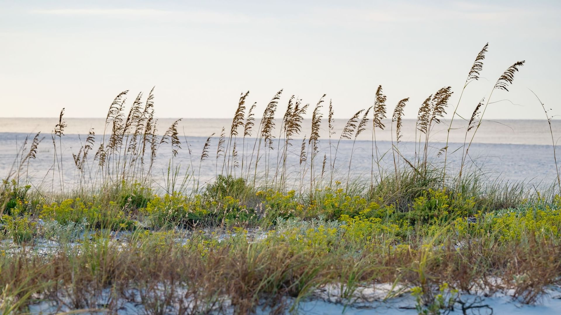 Sea oats line the white sand dunes at Watersound Beach Club