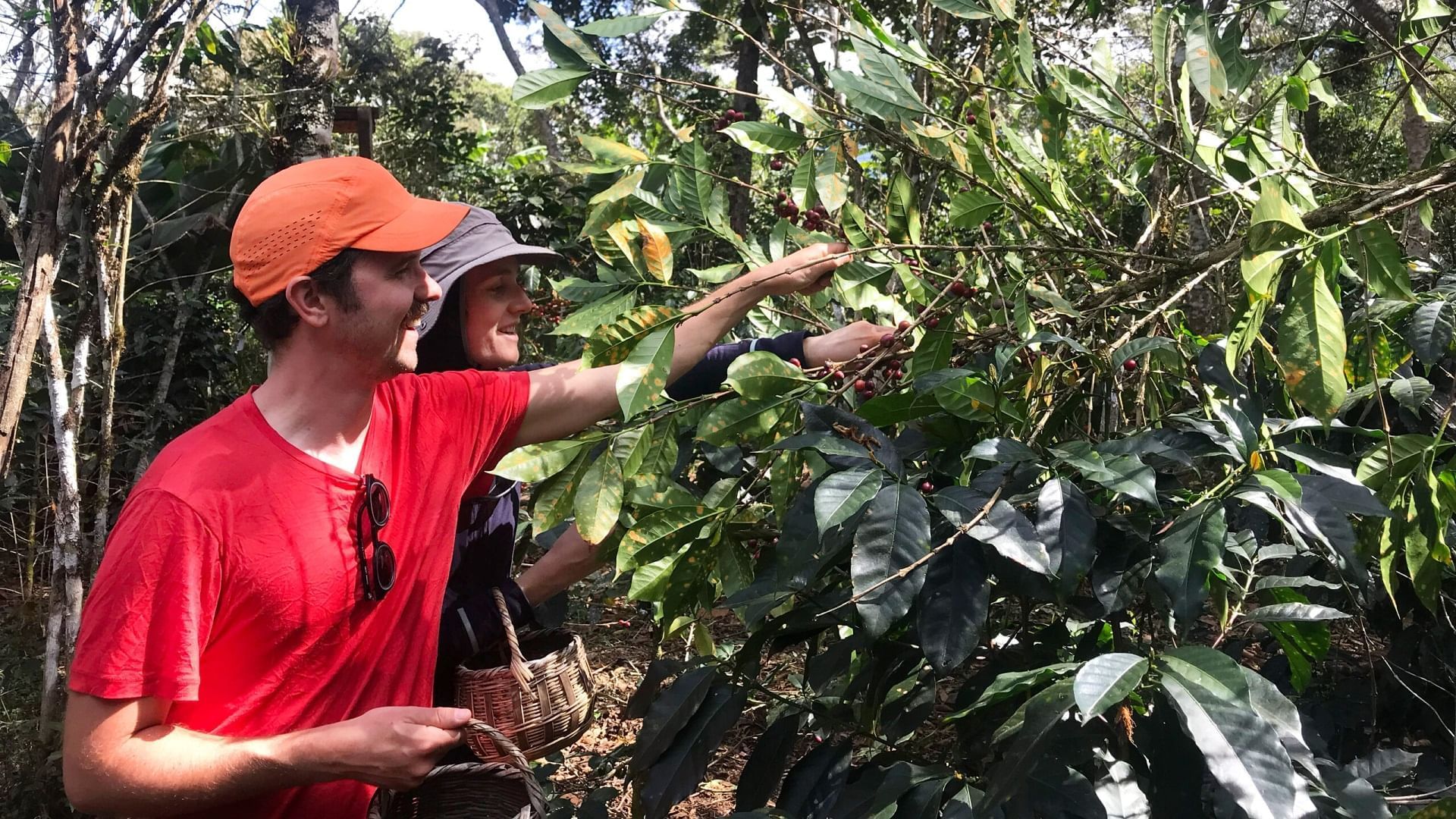 tours de plantaciones de cacao y coca