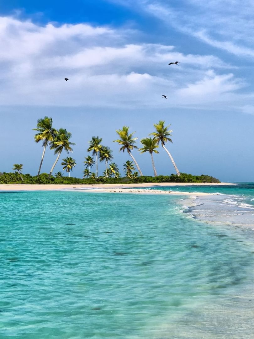 Small island with palms by turquoise water under a blue sky surrounding birds near Warwick Paradise Island Bahamas