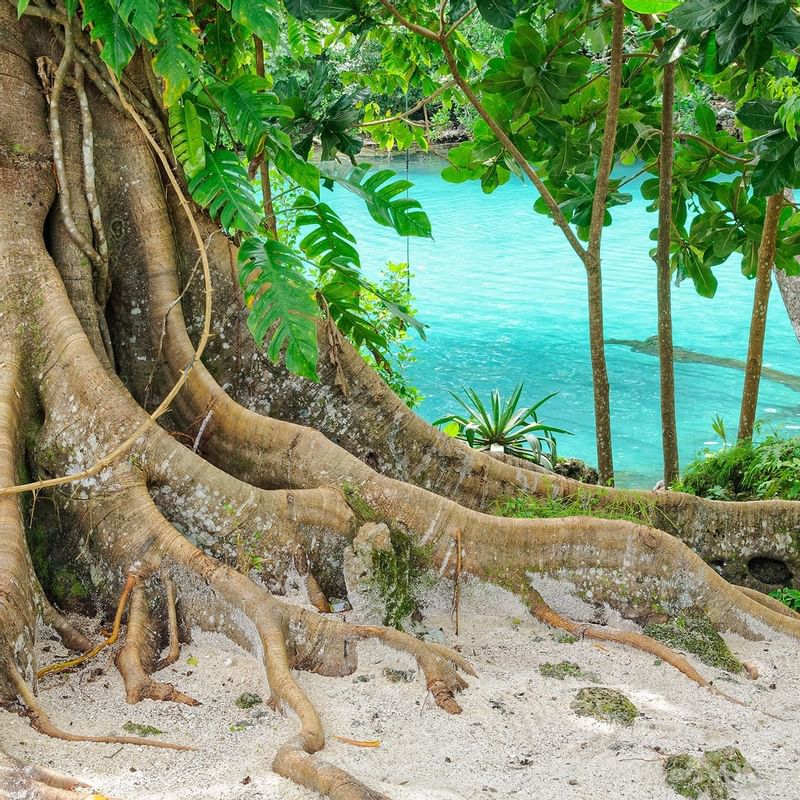 Large tree with sprawling roots sits on sandy soil featuring Vanuatu nature near Warwick Hotels and Resorts
