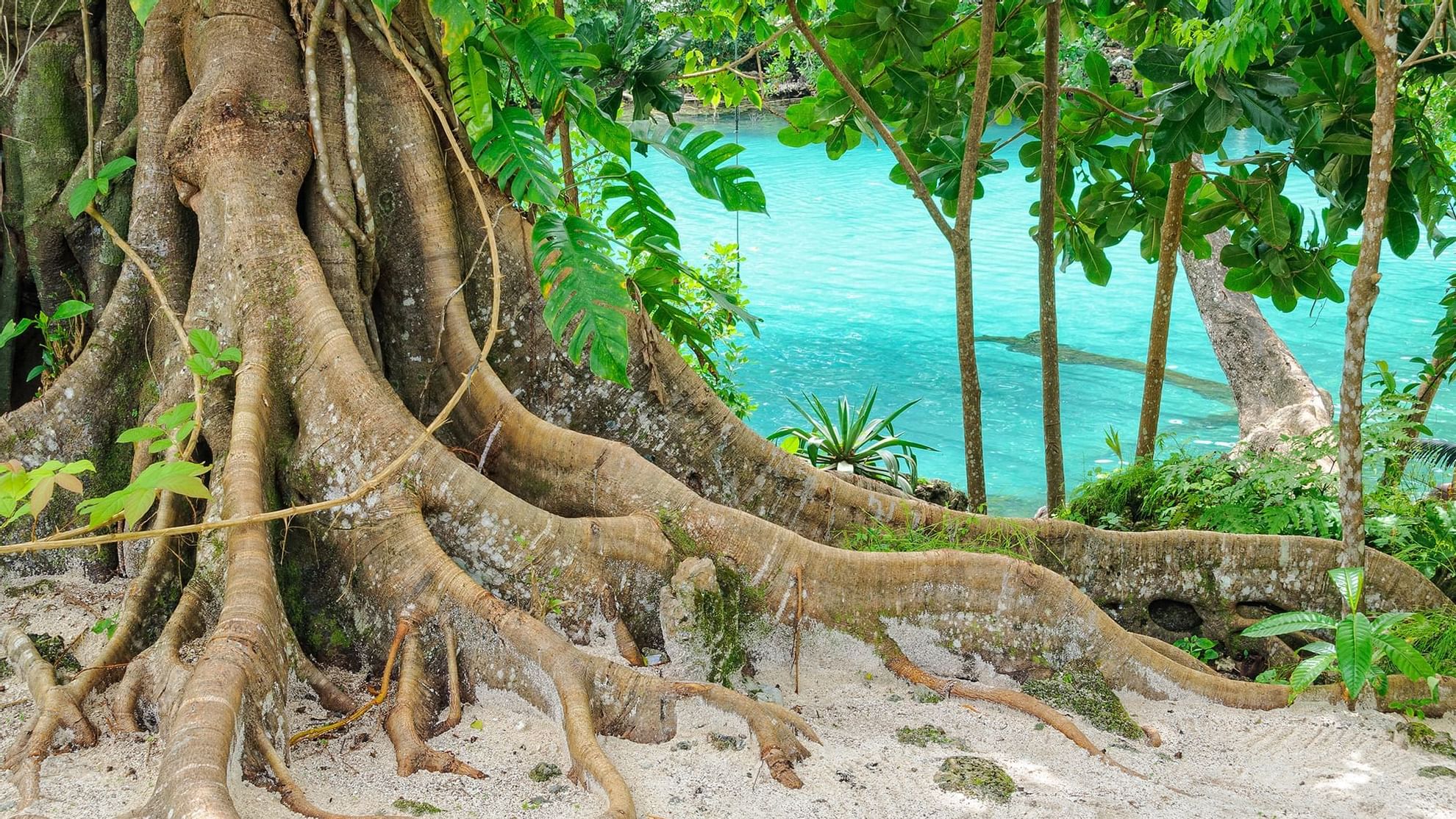 Large tree with sprawling roots sits on sandy soil featuring Vanuatu nature near Warwick Hotels and Resorts