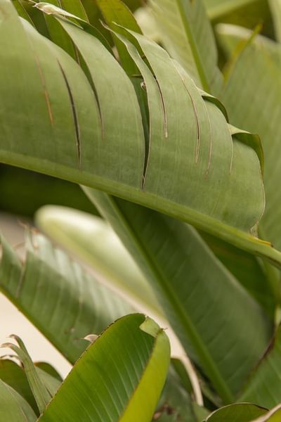 Closeup on some banana leaves at Luxe Sunset Boulevard