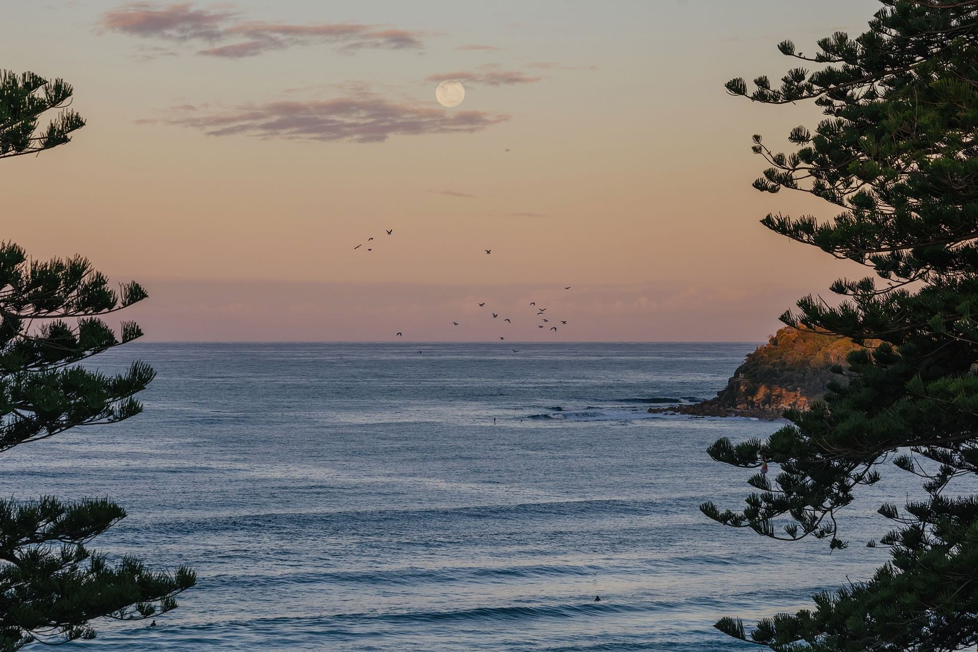Moon rising over ocean waves at dusk framed by two large pine trees near Elysium Manly
