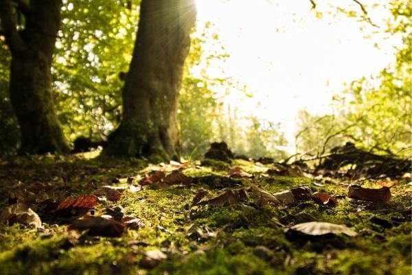 Woodland area in Keephatch Park Nature Reserve highlighted in our article.