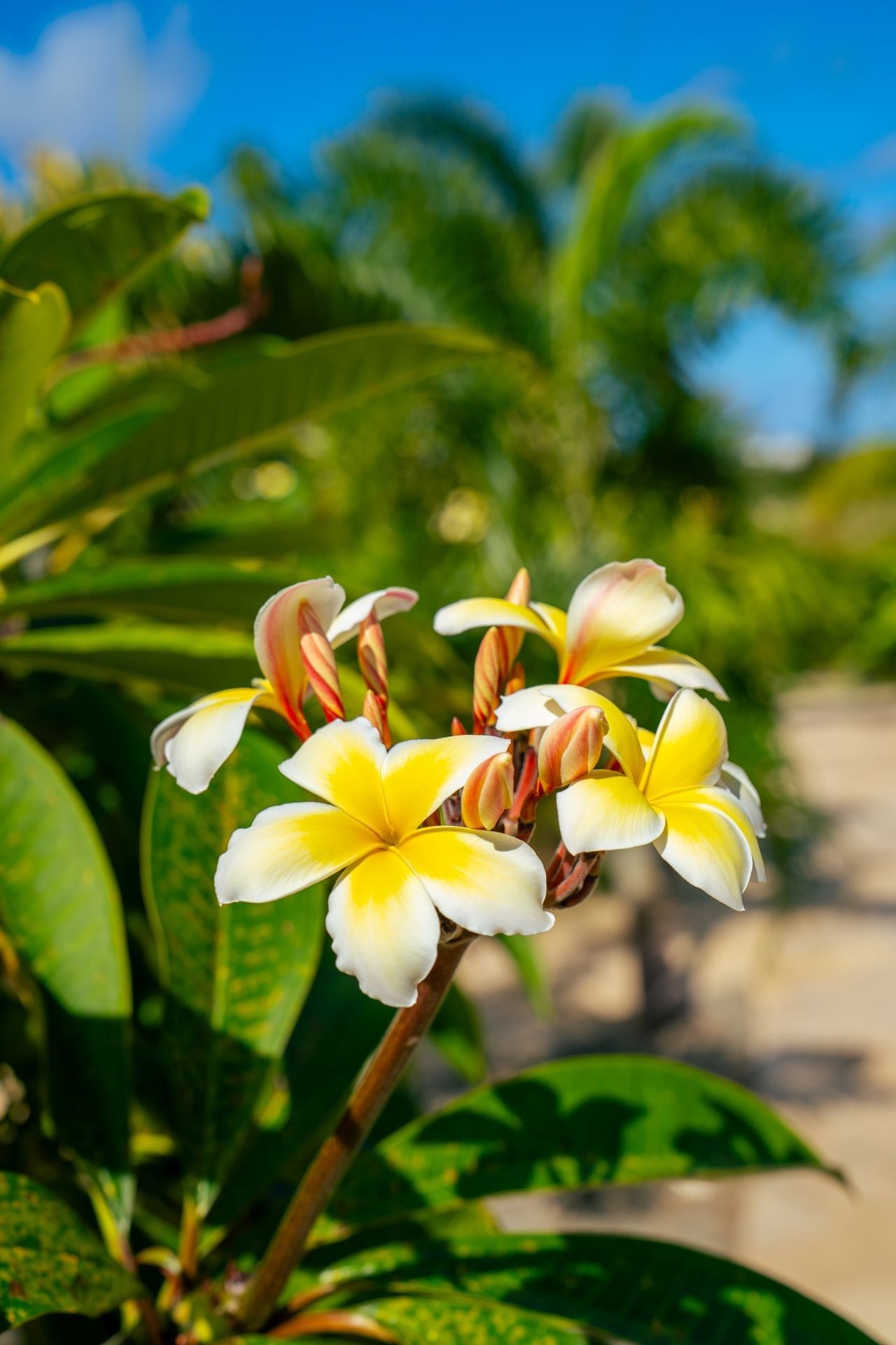 Yellow and white plumeria flower blooming on a leafy branch under a clear blue sky at Golden Rock Resort