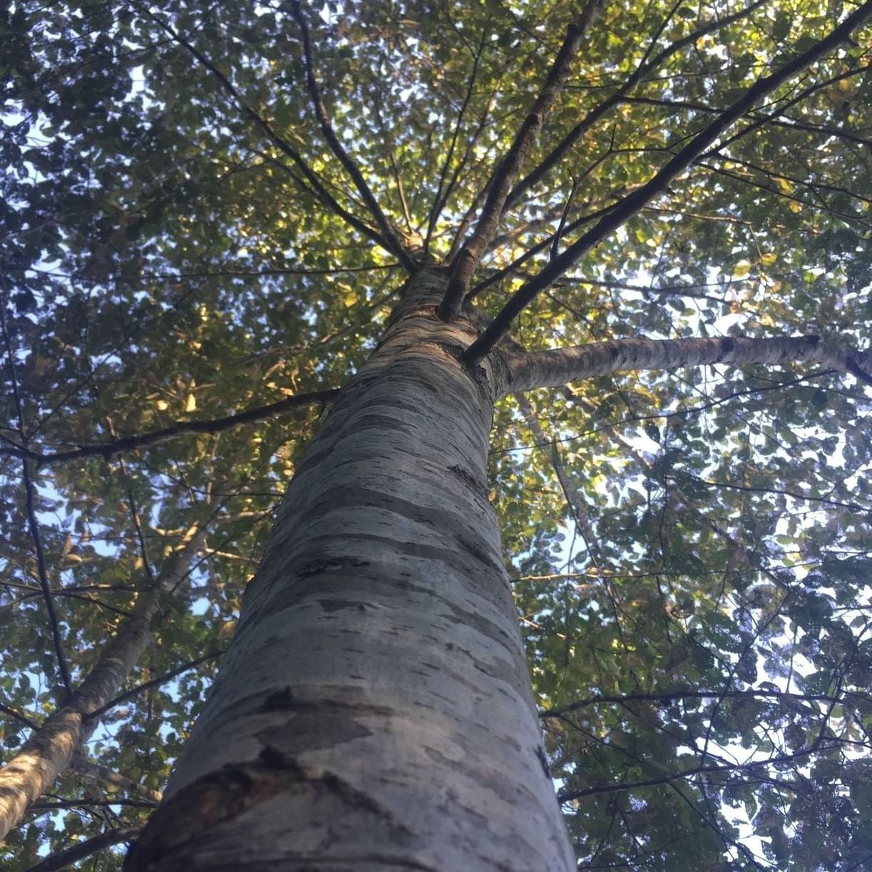 Low-angle shot of a tree at Alderbrook Resort & Spa