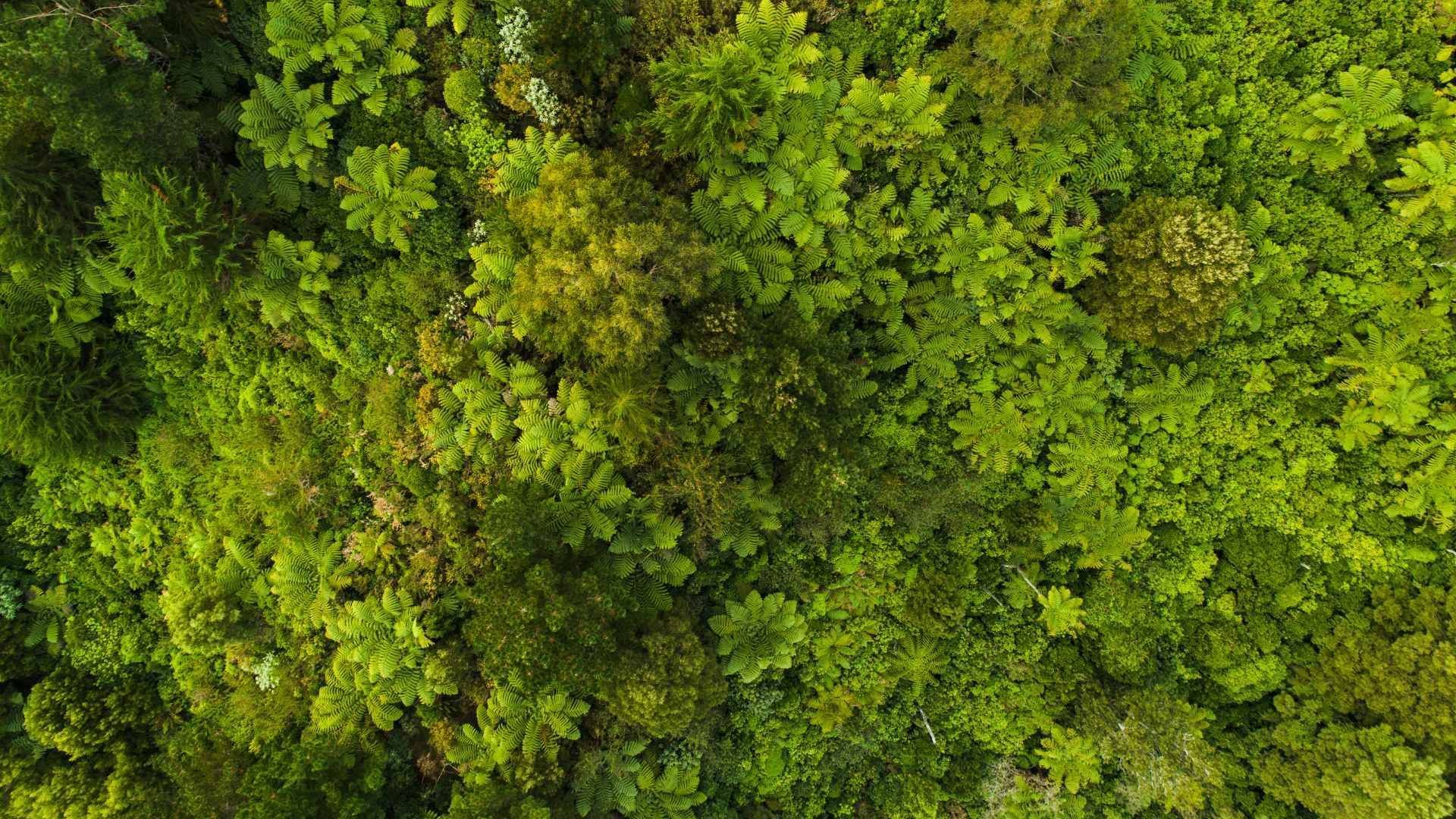 Aerial view of a forest near Pullman Melbourne City Centre