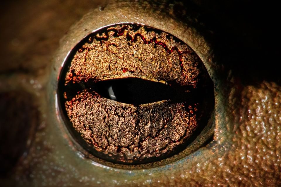 Close-up of a toad's golden eye with dark patterns at the Hotel Chan-kah Resort Village