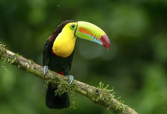 Keel-billed toucan on a tree branch near Buena Vista Del Rincon
