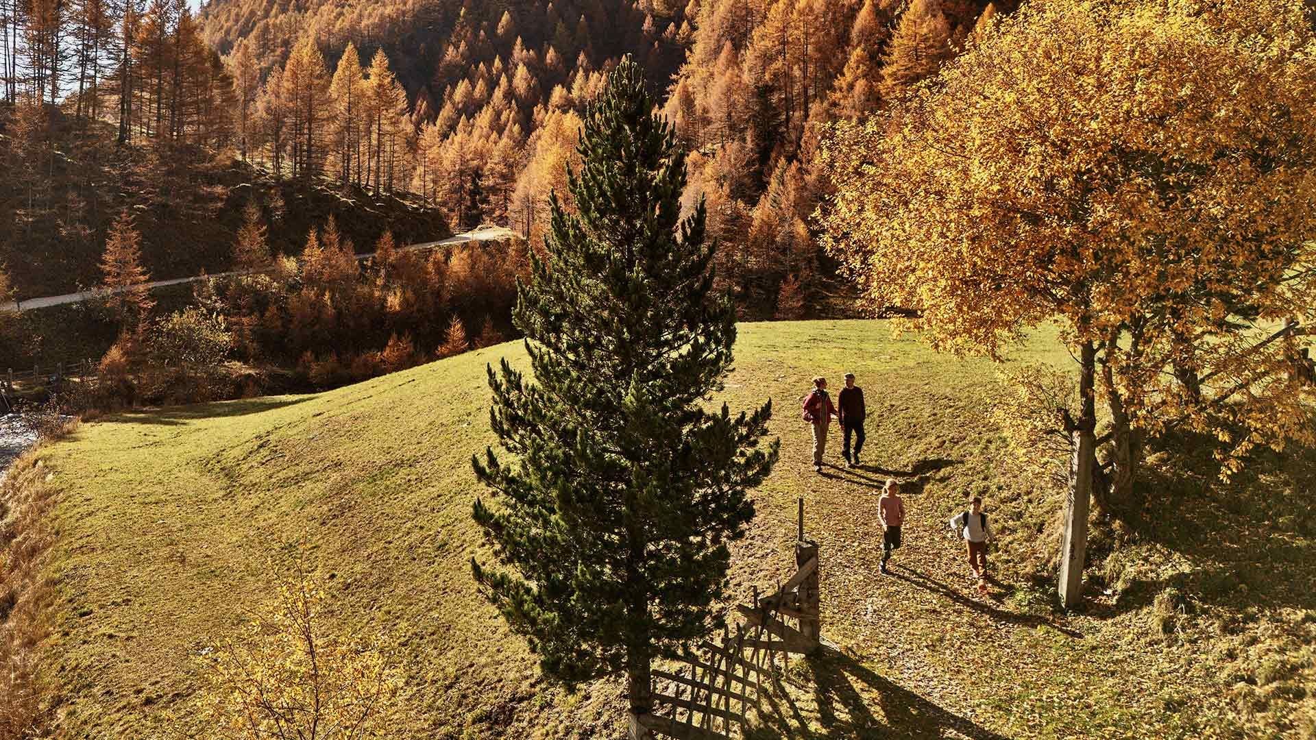 Four people walking in a hilly field with yellow and green trees and a road in the background.