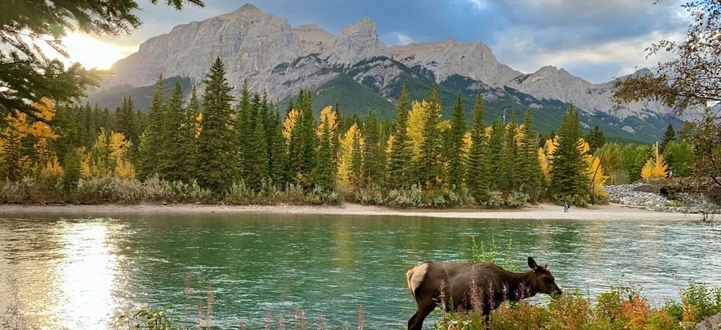 A deer stands by a lake near Canmore with golden larch trees in the distance.