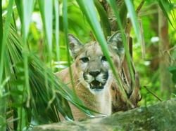 Wild life at Naples Zoo near Innovation Hotel