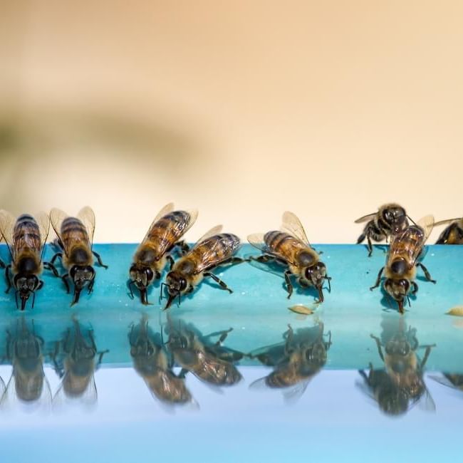 How do bees drink featuring a swarm of bees at a water bowl getting hydrated