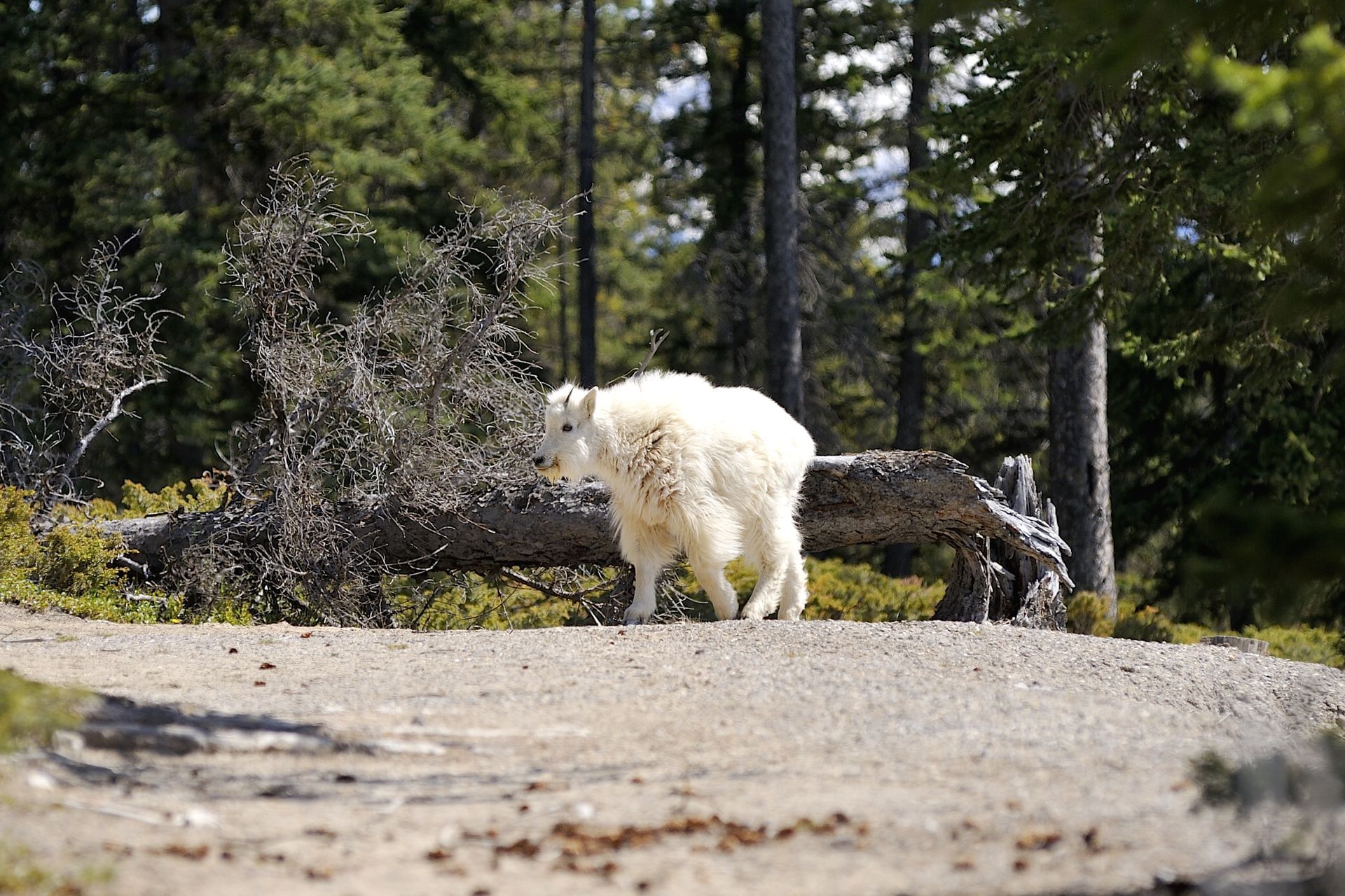 Tekarra Lodge - Wildlife(2)