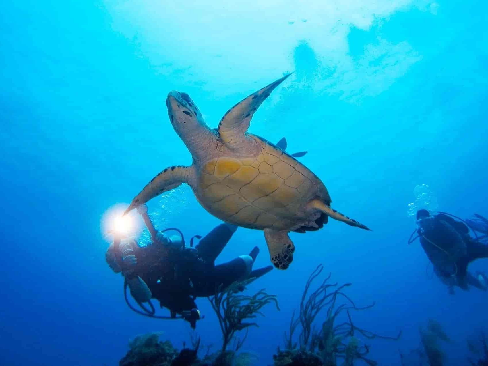 A sea turtle swimming alongside divers in the Belize Barrier Reef near Alaia Belize Autograph Collection