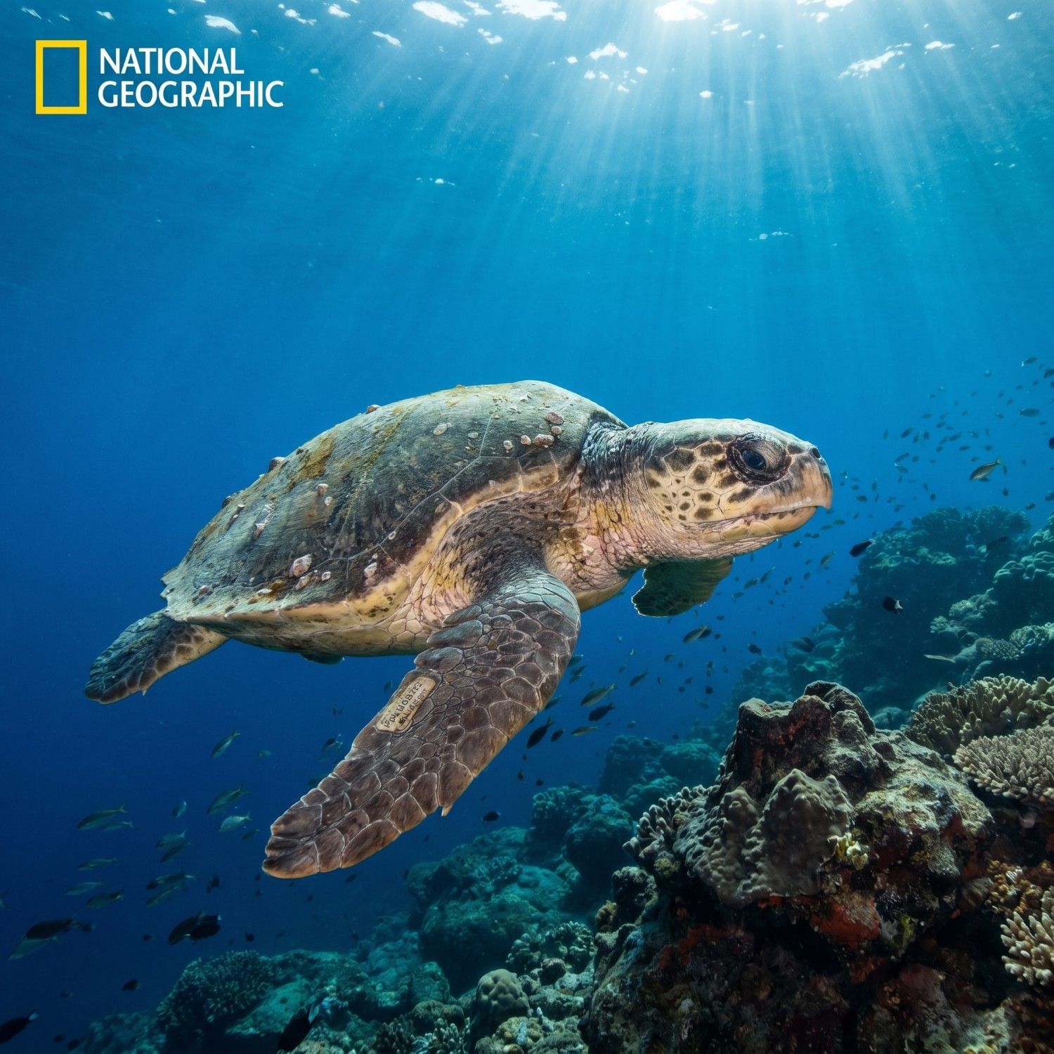 Adult olive ridley sea turtle gliding through the Pacific Ocean near Puerto Vallarta