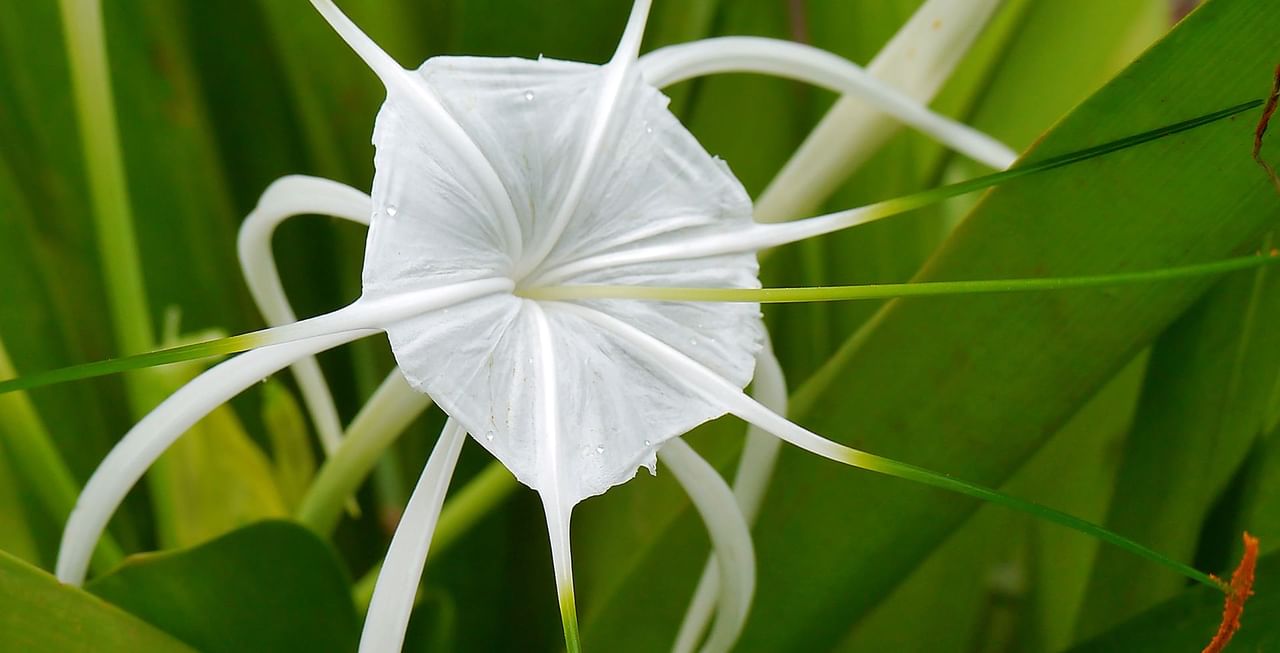 White Spider Lily
