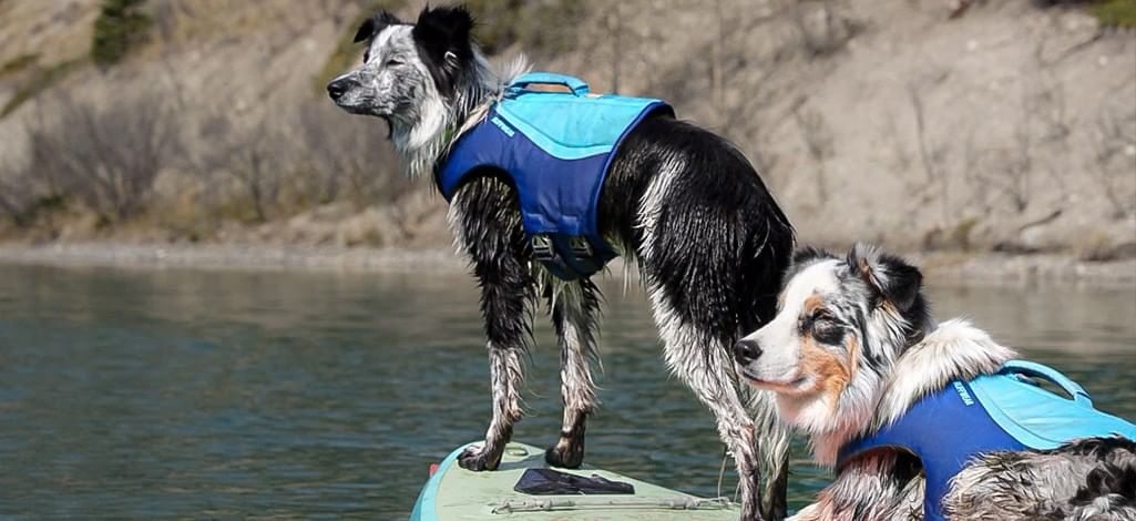 Two dogs enjoying in Canmore.