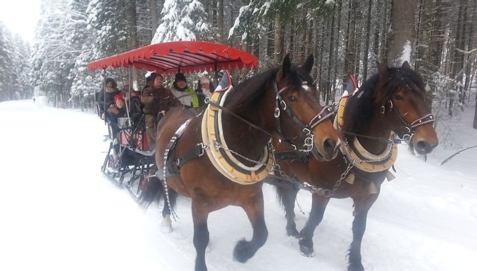 A carriage ride with horses at Hotel Liebes Rot Flueh