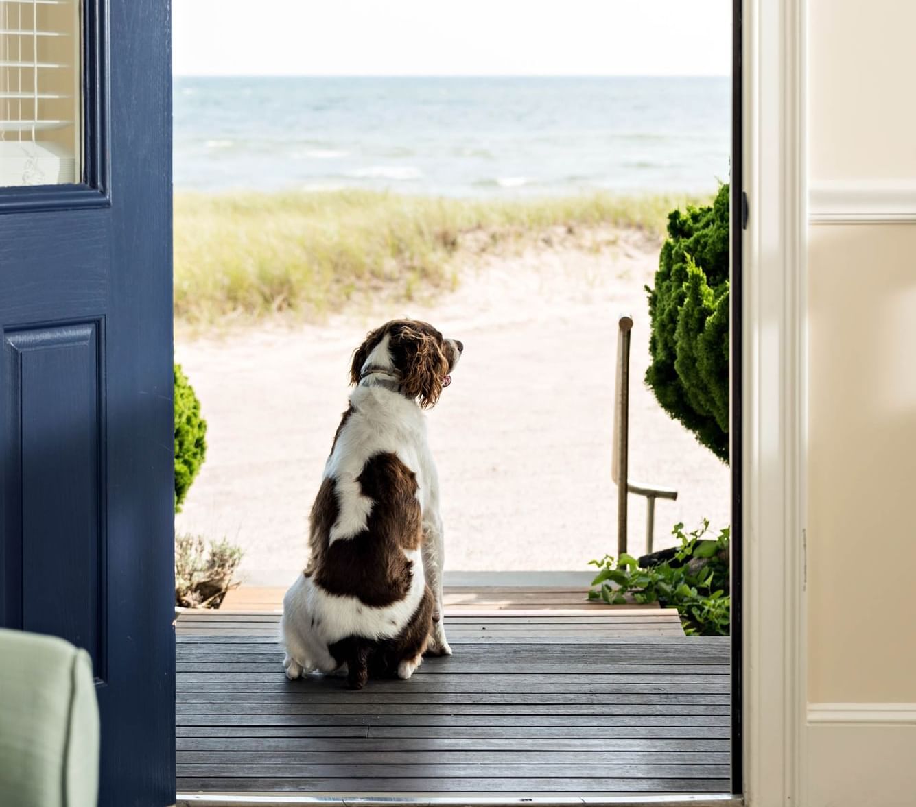 Pet Friendly Cape Cod Hotels Chatham Tides