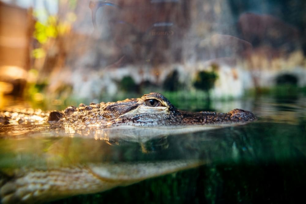 A small gator floats on the surface of water behind glass in an exhibit.