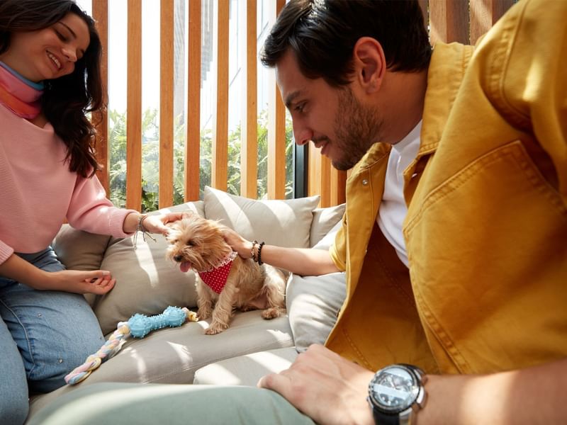 Couple gently caressing a tiny dog on a couch at Fiesta Americana