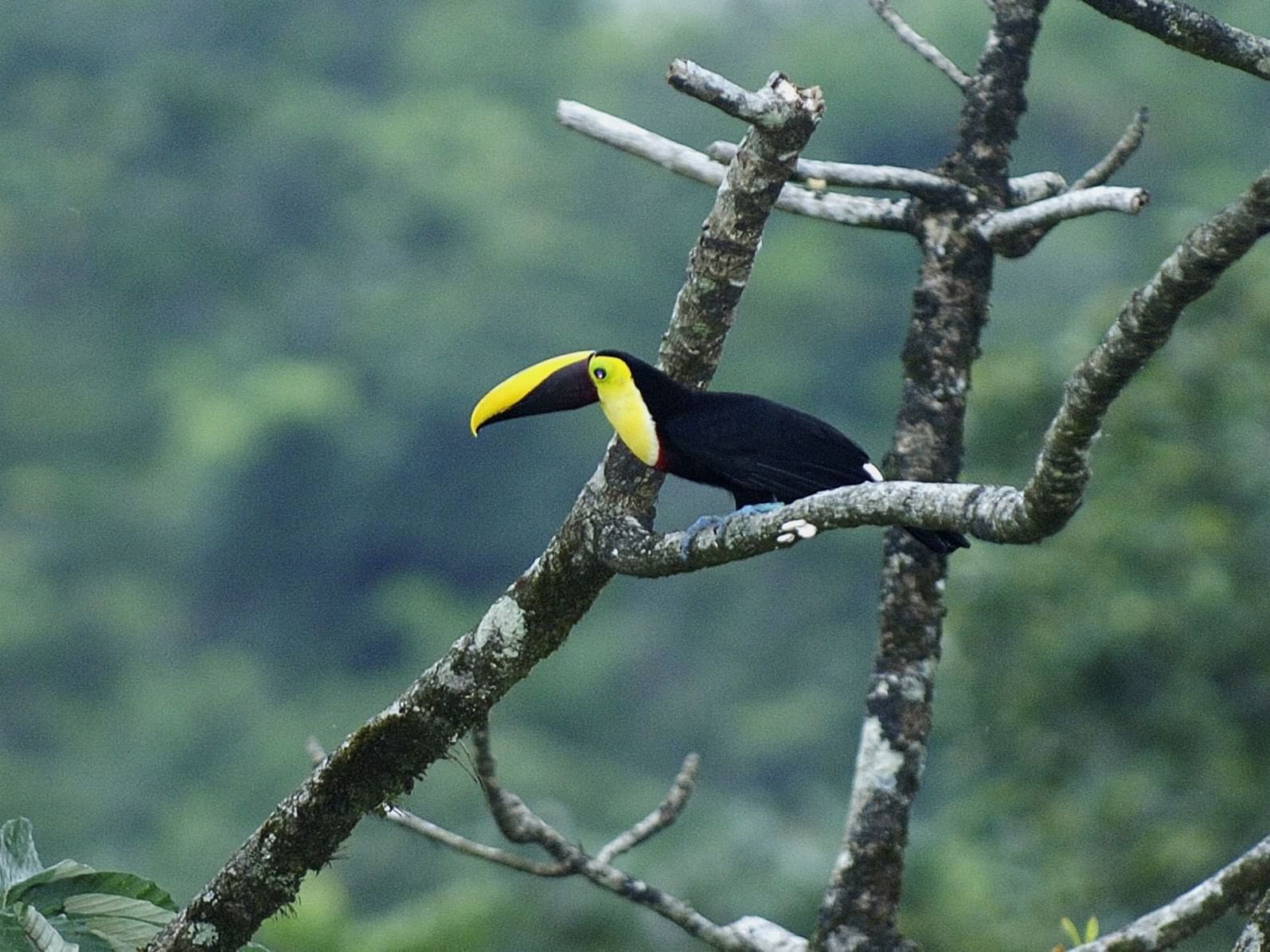 Pájaro