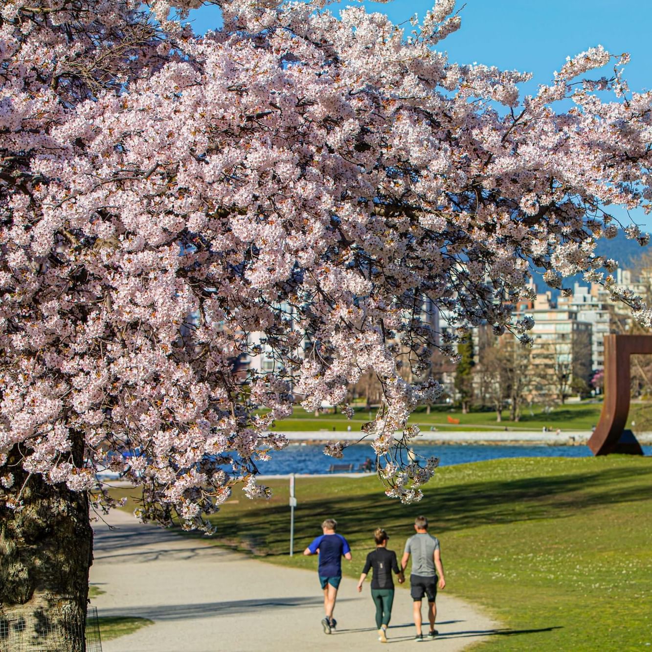 Flowering cherry tree in spring at Vancouver, staying at the Paradox Hotel in Dowtown.