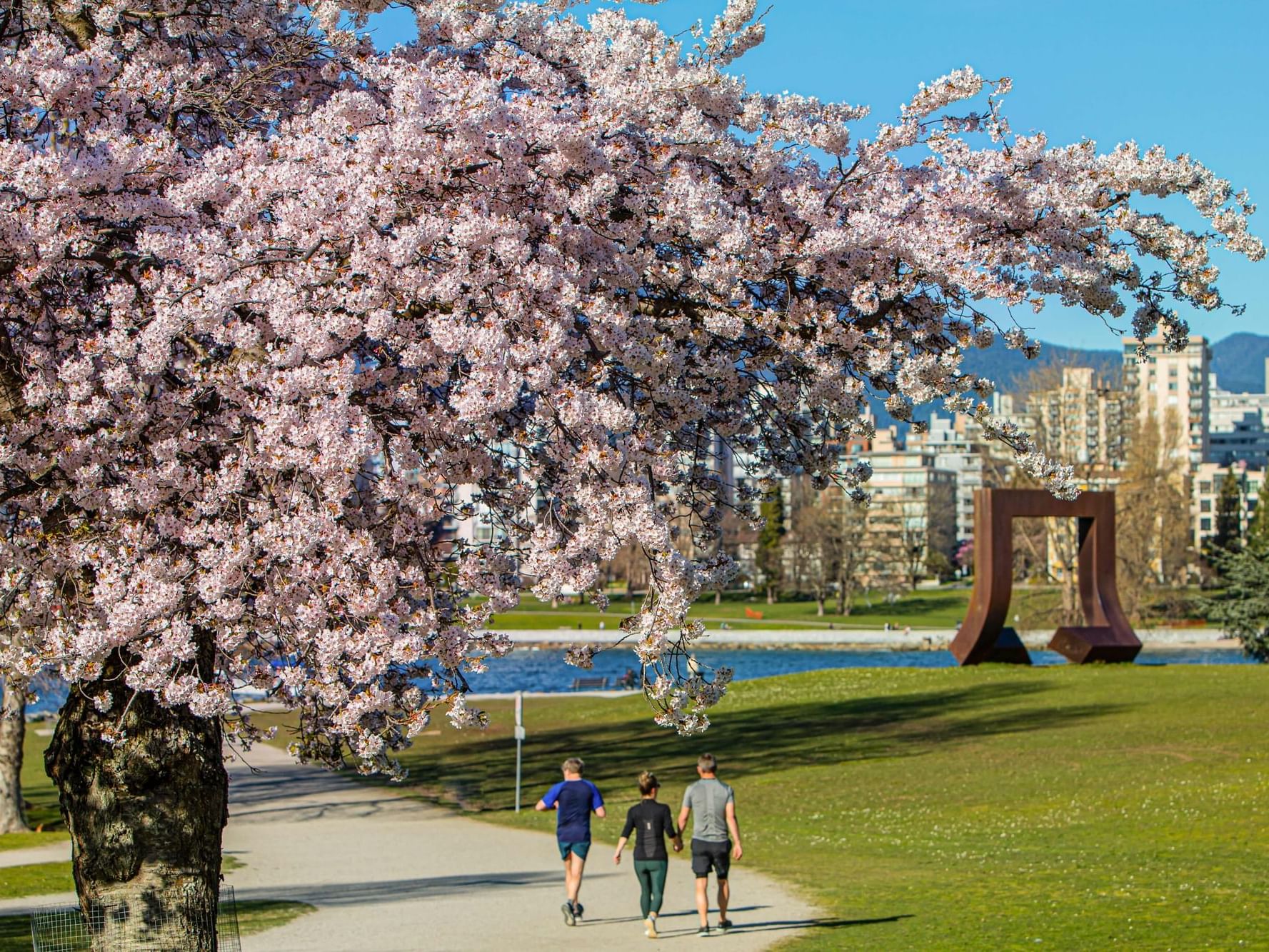 Flowering cherry tree in spring at Vancouver, staying at the Paradox Hotel in Dowtown.