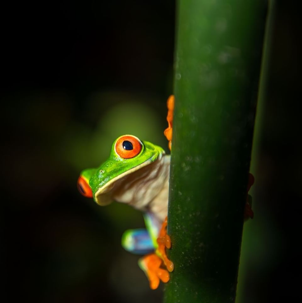 Close-up of Red-eyed tree frog captured at Hideaway Rio Celeste