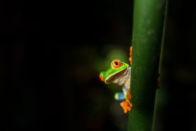 Close-up of Red-eyed tree frog captured at Hideaway Rio Celeste