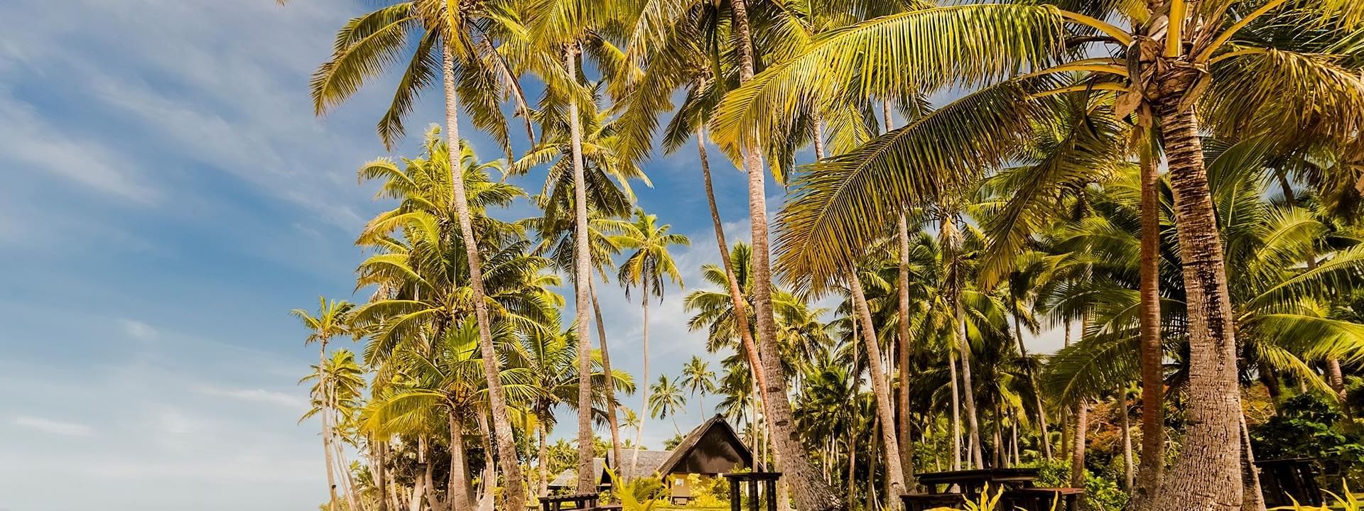 Tropical beach with wooden tables and chairs by a stone wall under leaning palm trees at Tambua Sands Beach Resort
