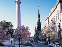 blossoming flowers on trees in downtown baltimore