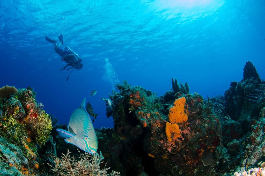 Caribbean Diving in St. Eustatius | Statia Divers by Golden Rock Resort