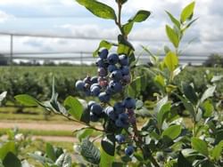 Close-up of a blueberry plant at Parks Blueberries near Retro Suites Hotel