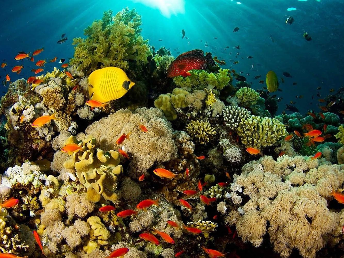 Corals in Bunaken National Marine Park near Hotel Aeropuerto