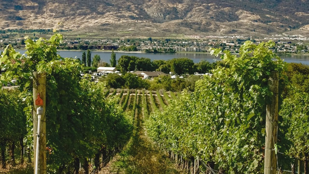 a beautiful green vineyard