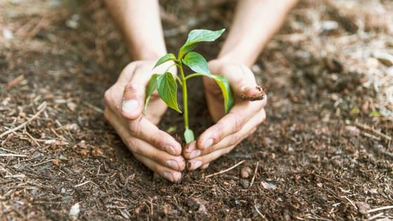 Close-up of hands planting a tree on the soil at The Danna Langkawi