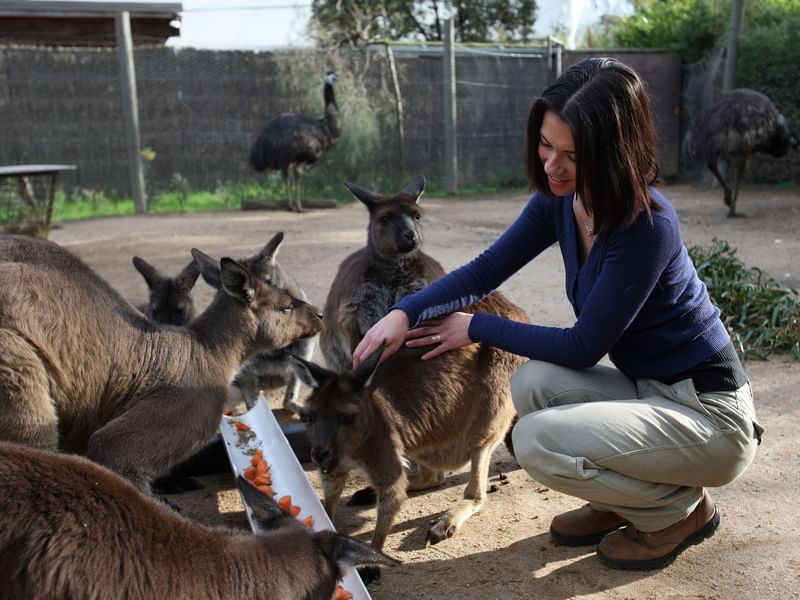 Lady feeding the kangaroos in Melbourne Zoo near Quay West Suites Melbourne