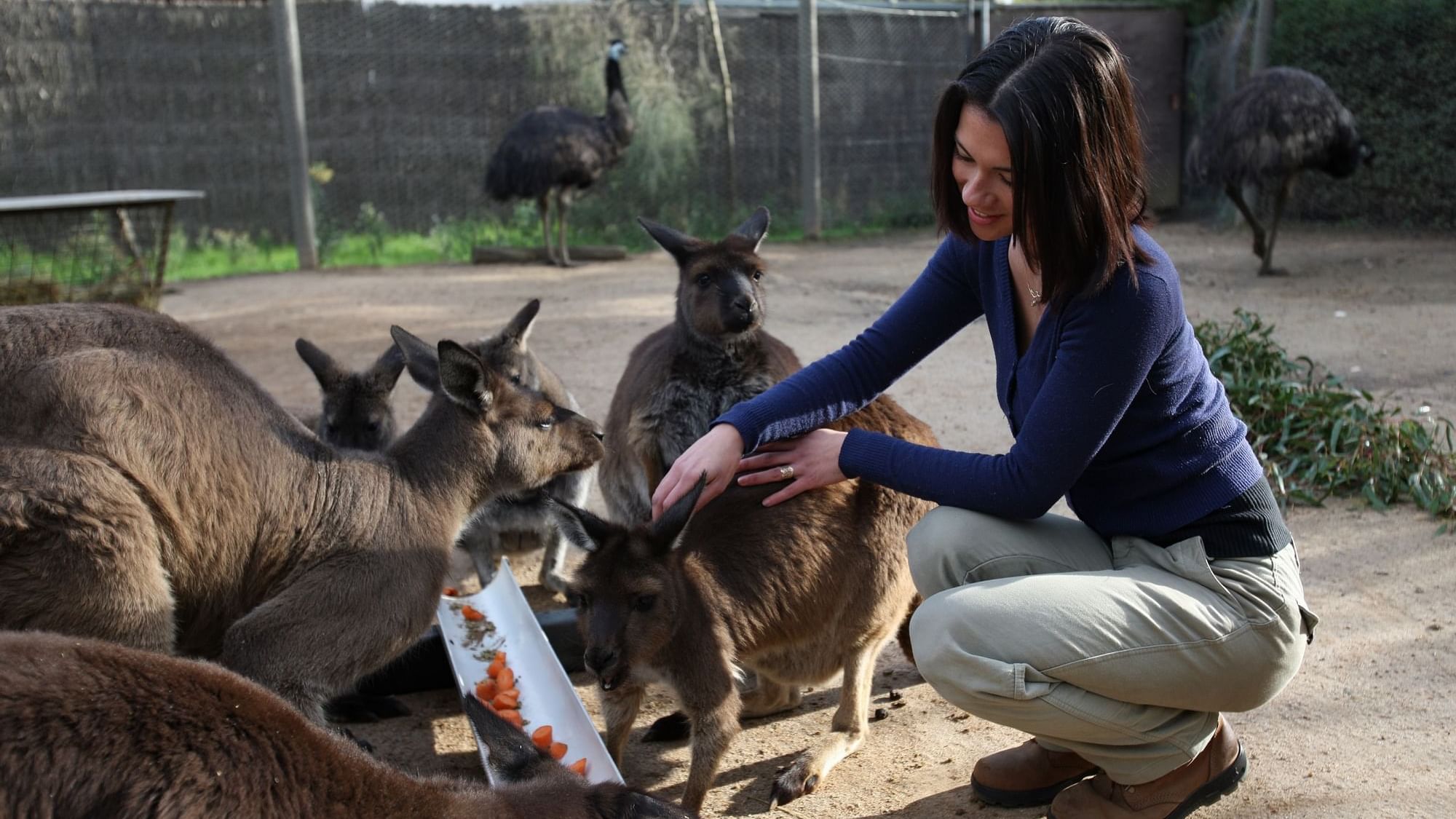 Lady feeding the kangaroos in Melbourne Zoo near Quay West Suites Melbourne